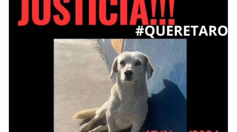 Denuncian abuso sexual a un perrito, en Huimilpan