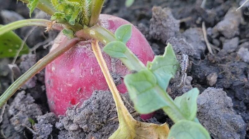 Fomentan huertos agroecológicos en Bachilleres de Amazcala