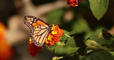 Protegen mariposa Monarca