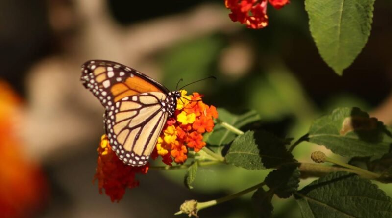 Protegen mariposa Monarca