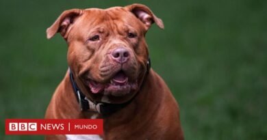 American bully XL: los 100 perros al mes que sacrifica Reino Unido desde que prohibió la raza - BBC News Mundo