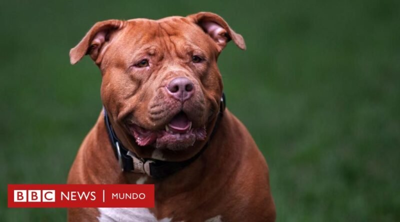 American bully XL: los 100 perros al mes que sacrifica Reino Unido desde que prohibió la raza - BBC News Mundo