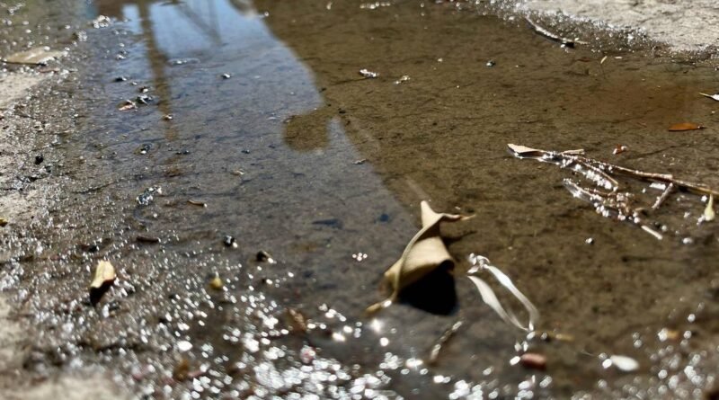 Contagio de dengue ha sido comunitario