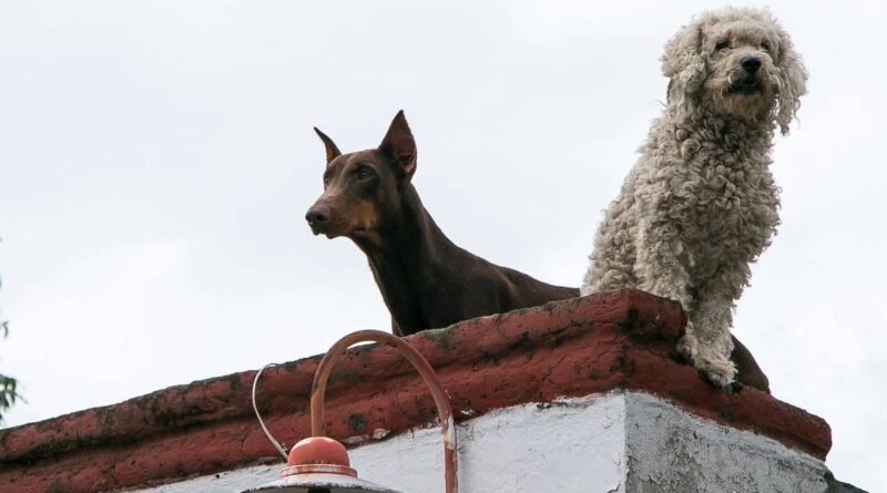 Maltrato animal crece a la par que violencia