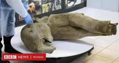 Los restos de una cría de mamut de 50.000 años de antigüedad descubiertos en perfecto estado de conservación - BBC News Mundo