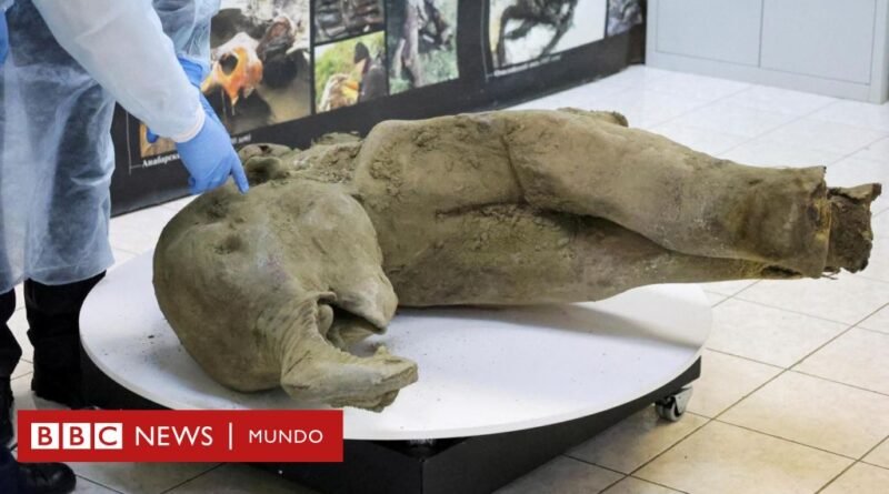 Los restos de una cría de mamut de 50.000 años de antigüedad descubiertos en perfecto estado de conservación - BBC News Mundo