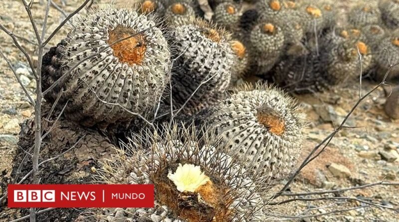 El tesoro de Atacama: cómo un cactus chileno se convirtió en el centro de una inédita operación policial en Italia - BBC News Mundo