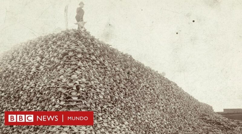 La foto de la montaña de cráneos de bisonte que revela una infame historia de Estados Unidos - BBC News Mundo