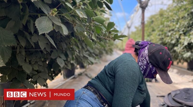El temor de los migrantes que se esconden de las redadas en Oxnard, la 