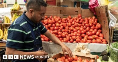 3 efectos que pueden tener los aranceles que Trump impuso a los tomates mexicanos - BBC News Mundo