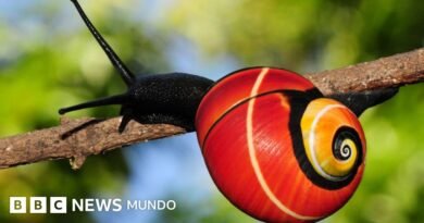 La misión para salvar a unos caracoles que son víctimas de su propia belleza - BBC News Mundo