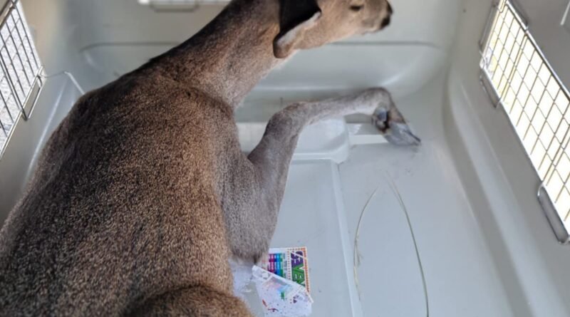 Municipio de Querétaro realiza primera Feria de Bienestar Animal en Reforma Lomas