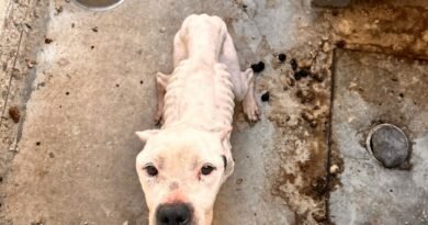 Rescata El Marqués canina en situación de abandono en La Pradera