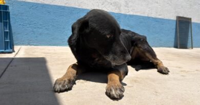 Mantiene IMPA atención permanente a ejemplar afectado por gusano barrenador