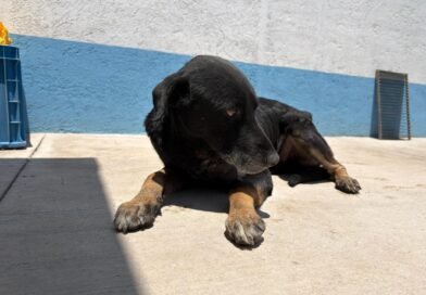 Mantiene IMPA atención permanente a ejemplar afectado por gusano barrenador