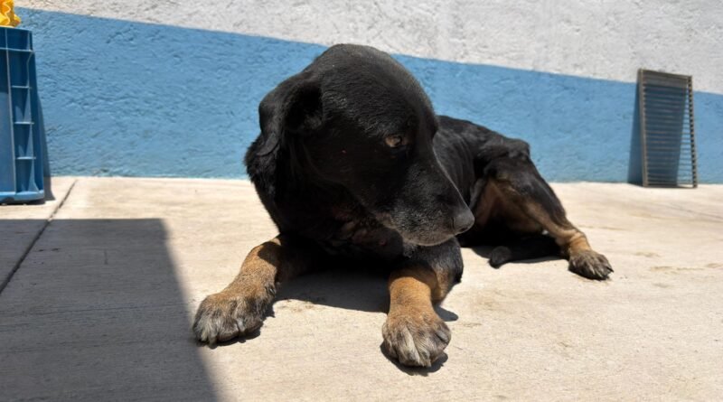 Mantiene IMPA atención permanente a ejemplar afectado por gusano barrenador