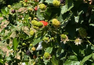 Campo de Zarzamora en La Salitrera: plan de fin de semana con sabor a tradición en Colón