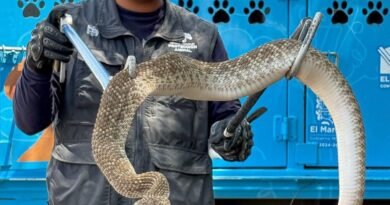 *Atiende IMPA reportes de fauna silvestre en El Marqués y Cadereyta*