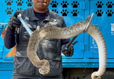*Atiende IMPA reportes de fauna silvestre en El Marqués y Cadereyta*