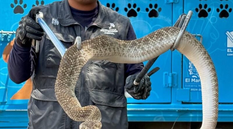 *Atiende IMPA reportes de fauna silvestre en El Marqués y Cadereyta*