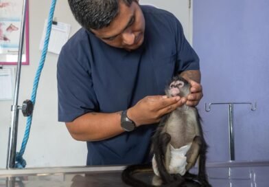 IMPA El Marqués resguarda y brinda atención especializada a ejemplar de mono araña