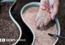 5 alimentos que ayudan a cuidar nuestros huesos (más allá de la leche) - BBC News Mundo