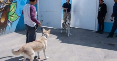 Arturo Maximiliano prevé que la Ley de Bienestar Animal sea aprobada en comisiones - RR Noticias