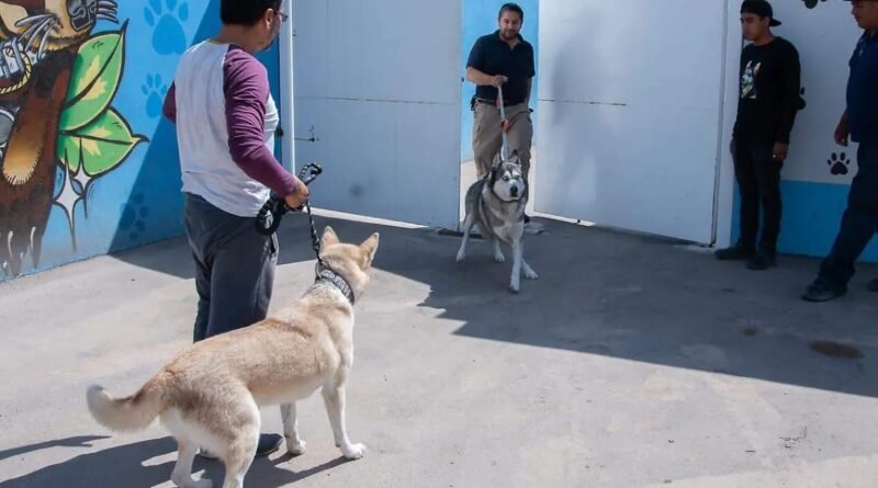 Arturo Maximiliano prevé que la Ley de Bienestar Animal sea aprobada en comisiones - RR Noticias