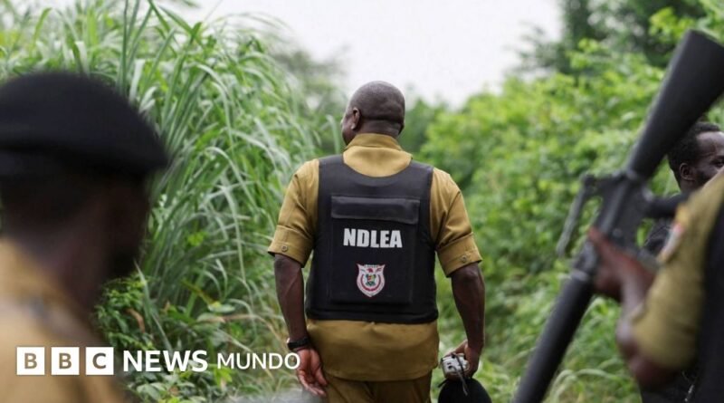 Cómo los carteles mexicanos de la droga han expandido los laboratorios de metanfetamina en África - BBC News Mundo