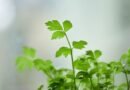 EU ahora sospecha del cilantro y perejil mexicanos con el brote de ciclosporiasis  - RR Noticias