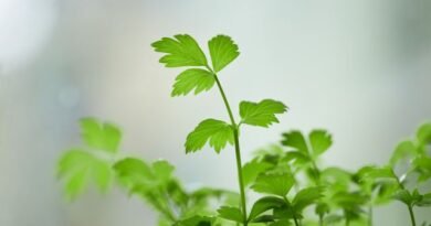 EU ahora sospecha del cilantro y perejil mexicanos con el brote de ciclosporiasis  - RR Noticias