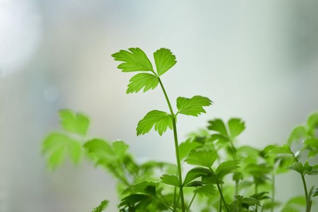 EU ahora sospecha del cilantro y perejil mexicanos con el brote de ciclosporiasis  - RR Noticias