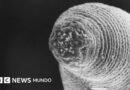 El gusano del diablo que acecha en las profundidades de la Tierra (y el misterio de cómo llegó allí) - BBC News Mundo