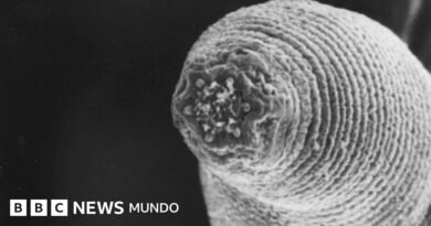 El gusano del diablo que acecha en las profundidades de la Tierra (y el misterio de cómo llegó allí) - BBC News Mundo