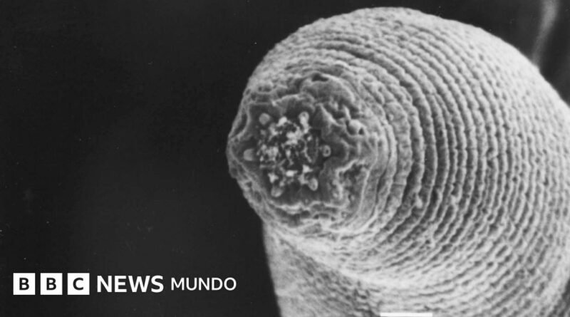 El gusano del diablo que acecha en las profundidades de la Tierra (y el misterio de cómo llegó allí) - BBC News Mundo