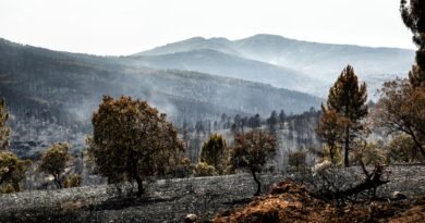El incendio de Guadalajara entra en fase de “estabilización” tras arrasar más de 32.000 hectáreas