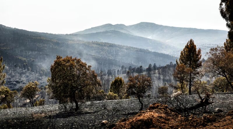 El incendio de Guadalajara entra en fase de “estabilización” tras arrasar más de 32.000 hectáreas