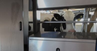 El robot que ordeña vacas es 62% más rápido que los humanos y no es su única función: así trabaja