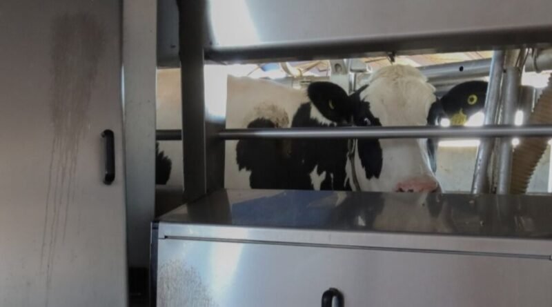 El robot que ordeña vacas es 62% más rápido que los humanos y no es su única función: así trabaja