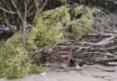 Fuertes vientos provocan caída de árboles y encharcamientos en Corregidora - RR Noticias
