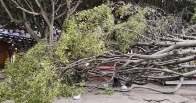 Fuertes vientos provocan caída de árboles y encharcamientos en Corregidora - RR Noticias