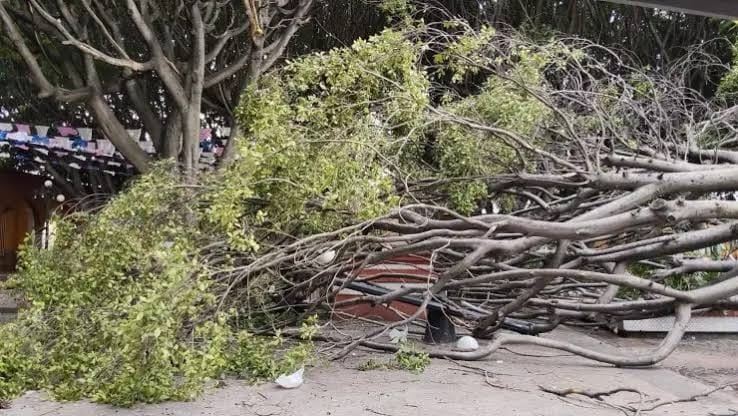 Fuertes vientos provocan caída de árboles y encharcamientos en Corregidora - RR Noticias