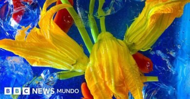 Lavanda, hibisco, bugambilia y otras flores comestibles que puedes encontrar en tu jardín (y que tienen propiedades nutritivas) - BBC News Mundo