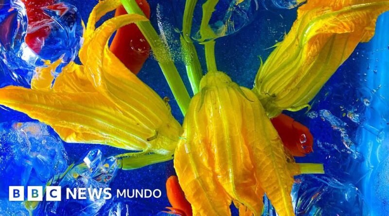 Lavanda, hibisco, bugambilia y otras flores comestibles que puedes encontrar en tu jardín (y que tienen propiedades nutritivas) - BBC News Mundo