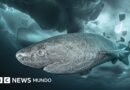 Lo que un tiburón que vive 400 años nos puede enseñar sobre la longevidad - BBC News Mundo