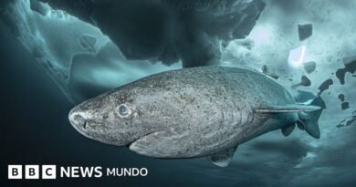 Lo que un tiburón que vive 400 años nos puede enseñar sobre la longevidad - BBC News Mundo