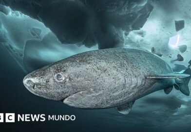 Lo que un tiburón que vive 400 años nos puede enseñar sobre la longevidad - BBC News Mundo