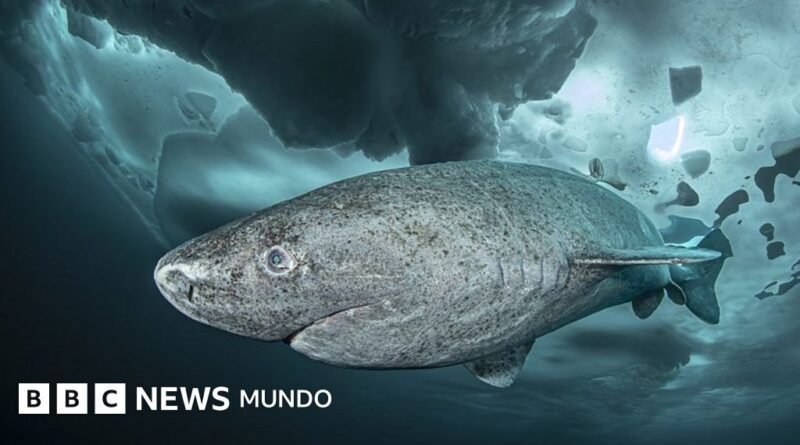 Lo que un tiburón que vive 400 años nos puede enseñar sobre la longevidad - BBC News Mundo