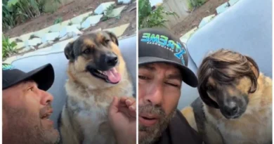 Perrito seviraliza por su reacción cada vez que le ponen una peluca - RR Noticias