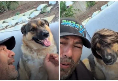 Perrito seviraliza por su reacción cada vez que le ponen una peluca - RR Noticias